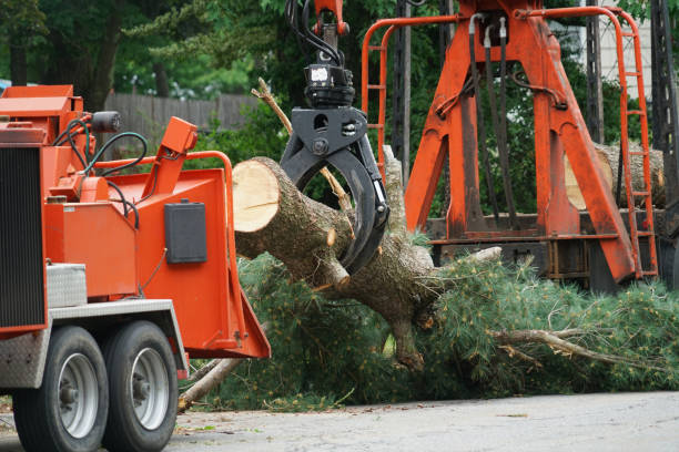 Best Storm Damage Tree Cleanup  in Wilson, AR